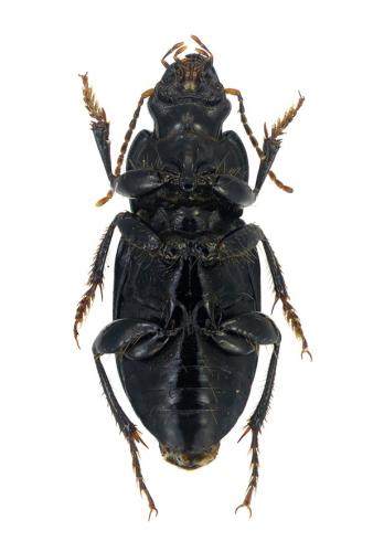 Réf. 353 222 : Harpalus rufipalpis